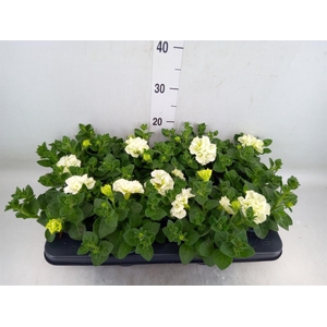 Petunia  'Fortunia'   ...