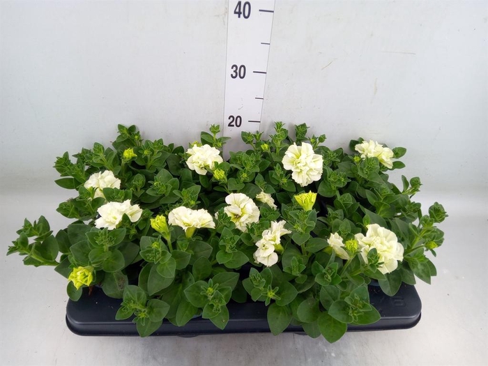 <h4>Petunia  'Fortunia'   ...</h4>