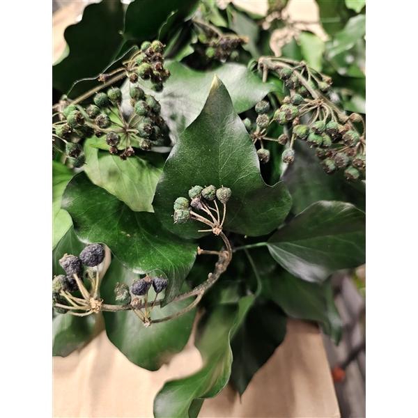 <h4>GESTABILISEERD HEDERA MET BES</h4>