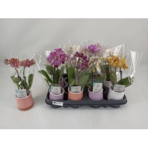 PHAL MINI