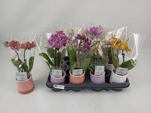 <h4>PHAL MINI</h4>