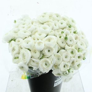 Ran Su Sr Polar White 1a