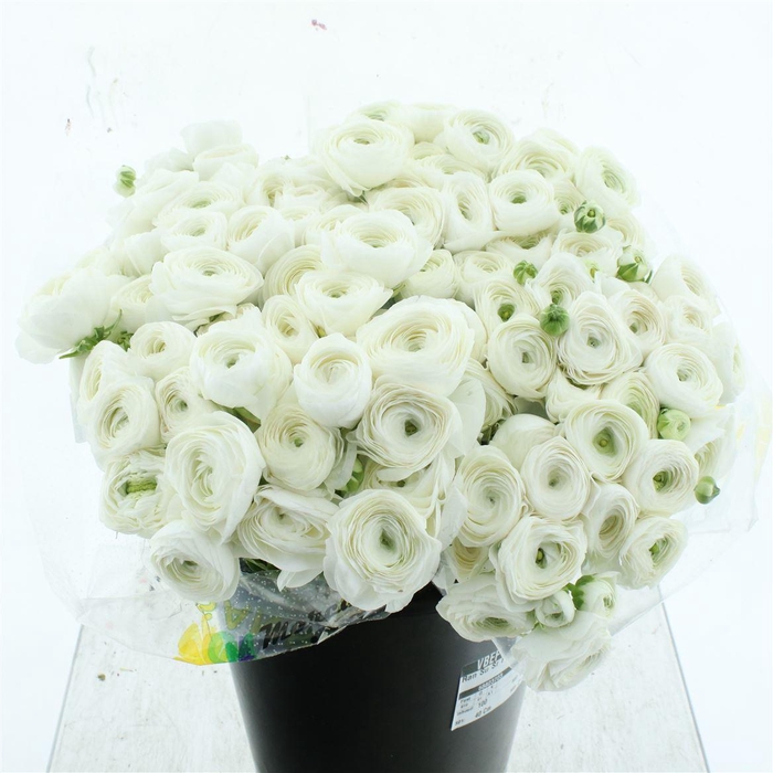 <h4>Ran Su Sr Polar White 1a</h4>