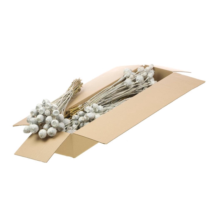 <h4>Papaver Sb White Misty</h4>