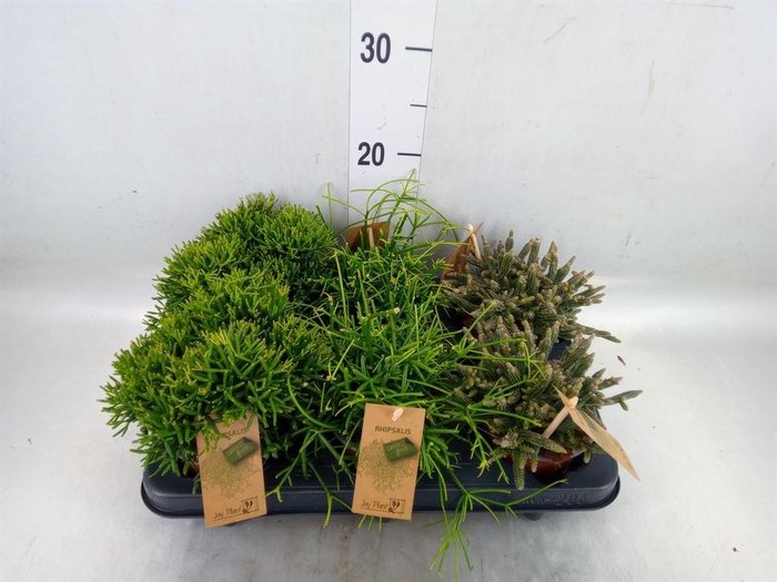 <h4>Rhipsalis   ...mix</h4>