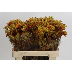 Anigozanthos Flavidus Bush Tango