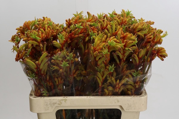 <h4>Kangaroofeeth Flavidus Bush Tango</h4>