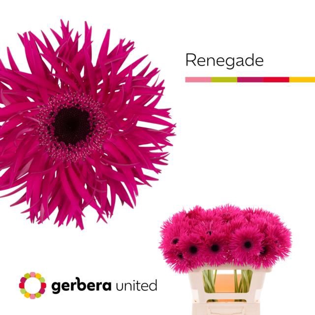 <h4>GE GS RENEGADE</h4>