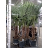 Trachycarpus fortunei