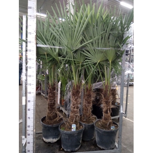 Trachycarpus fortunei