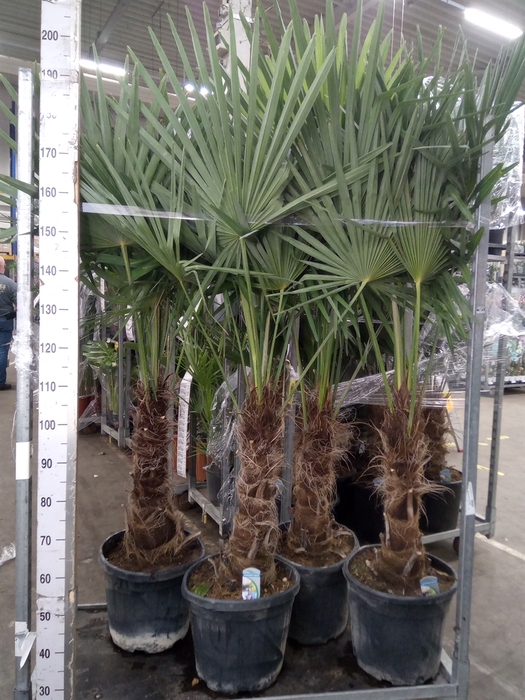 <h4>Trachycarpus fortunei</h4>