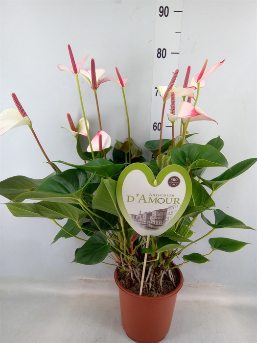 <h4>Anthurium  'Pr. Amalia Elegance'</h4>