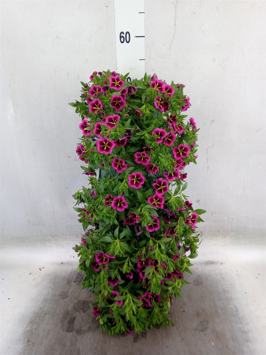 <h4>Calibrachoa   ...</h4>
