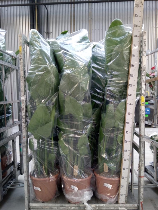 <h4>Strelitzia nicolai</h4>