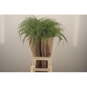 Siergras Panicum Fountain