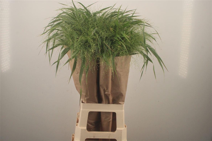 <h4>Siergras Panicum Fountain</h4>