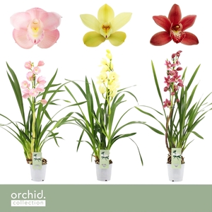 Cymbidium, Mix 1-spike 'Orchid Collection'