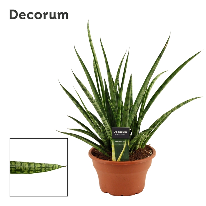 <h4>Sansevieria Silver steel 19 cm (Decorum)</h4>