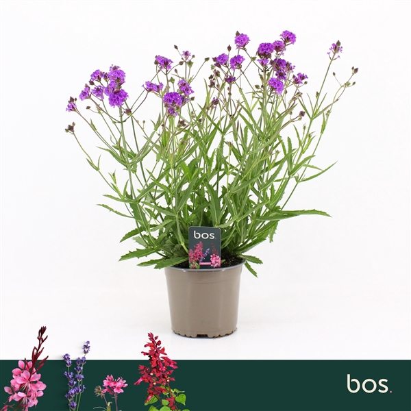 <h4>Verbena Rigida, Lilac</h4>