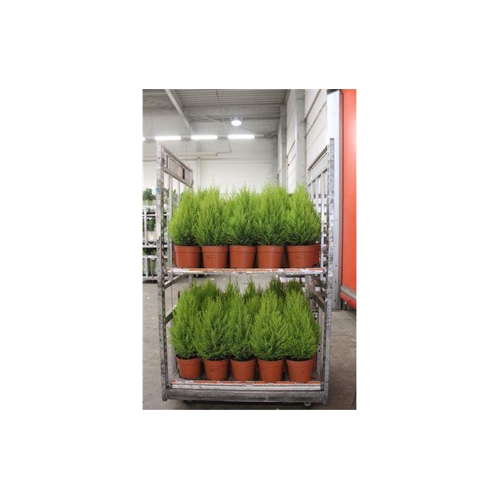 <h4>** Cupr Ma Goldc Wilma * Winter Promo *</h4>