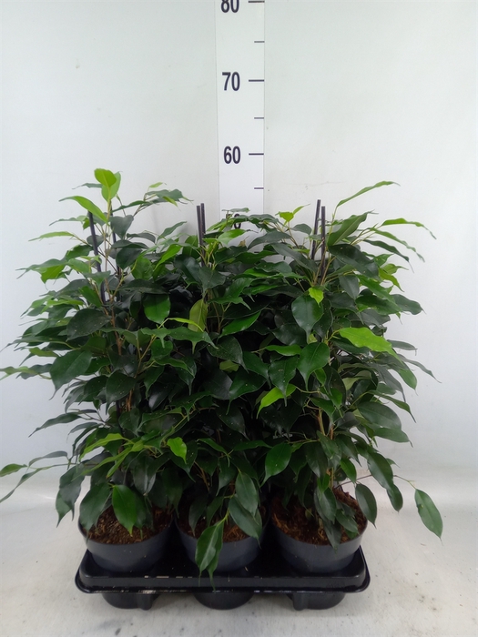 <h4>Ficus benja. 'Samantha'</h4>