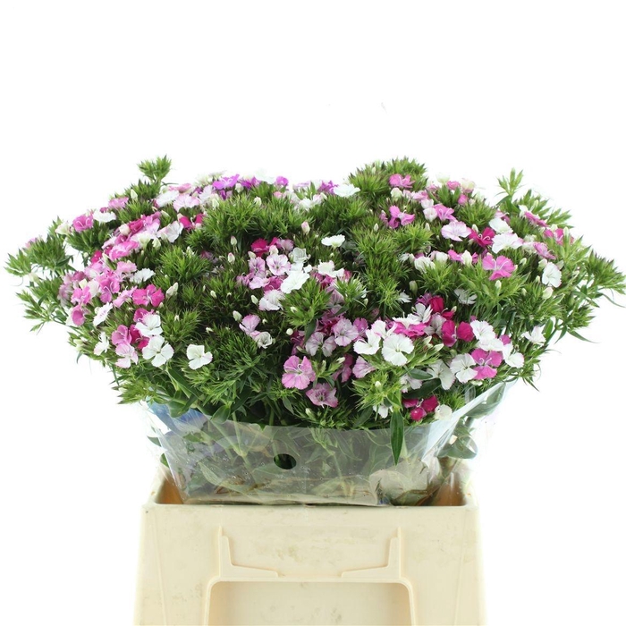 <h4>DI BARB AM ROSE</h4>