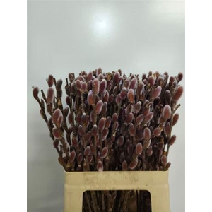 Salix Ch Red Passion