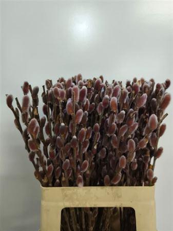 Salix Ch Red Passion