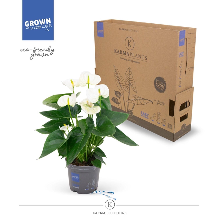 <h4>Anthurium - KARMA White | 12cm | PLASTIC FREE</h4>