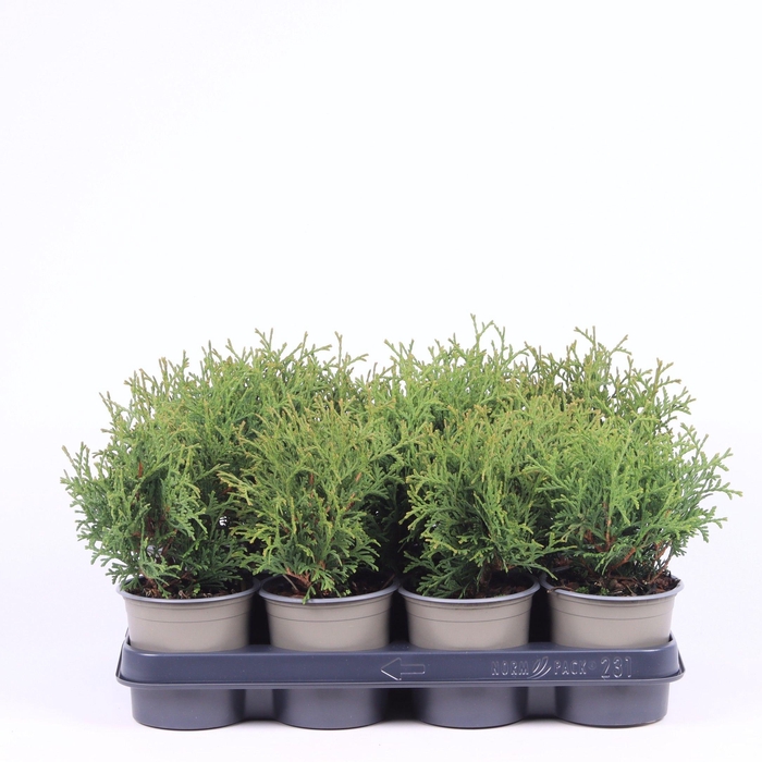 <h4>Thuja occidentalis 'Tiny Tim'</h4>
