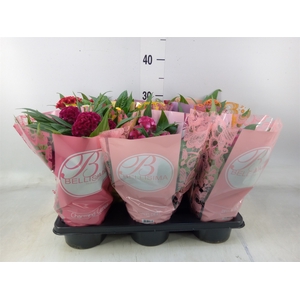 Celosia arg. CR 'Twisted'   ...mix