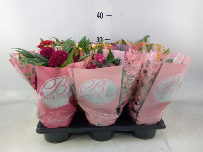 <h4>Celosia arg. CR 'Twisted'   ...mix</h4>