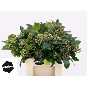 Skim J Frag Cloud Bs