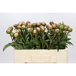 Paeonia Albert Crousse