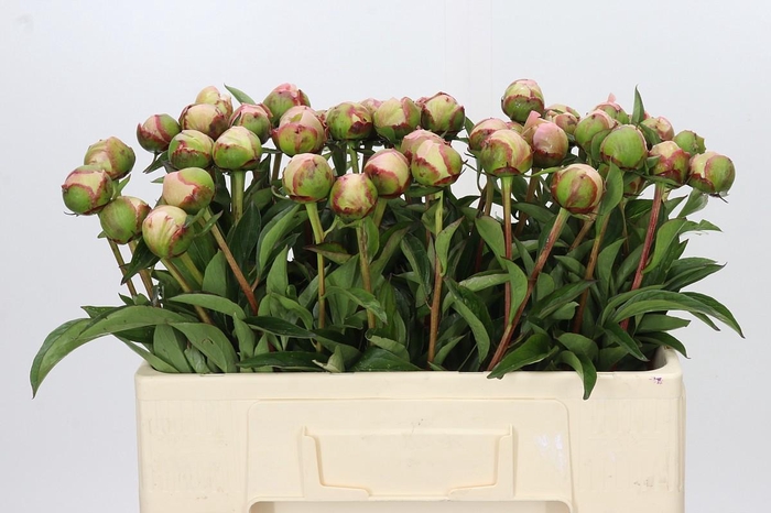 <h4>Paeonia Albert Crousse</h4>