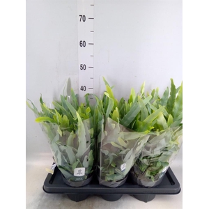 Phlebodium aureum 'Blue Star'