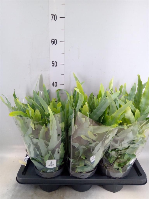 <h4>Phlebodium aureum 'Blue Star'</h4>