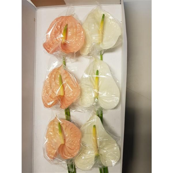 Gemengd 16 Adina/Evita Pink