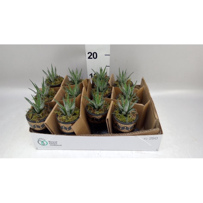 <h4>Arr.   Kamerplant Groen L%</h4>