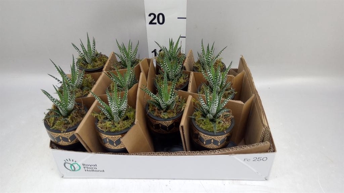 Arr.   Kamerplant Groen L%