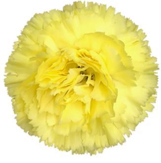 <h4>Di St Diletta</h4>