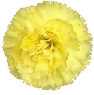 <h4>Di St Diletta</h4>