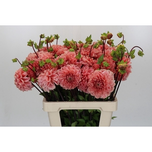 Dahlia Hermitage