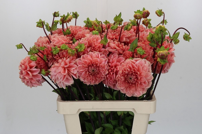 <h4>Dahlia Hermitage</h4>