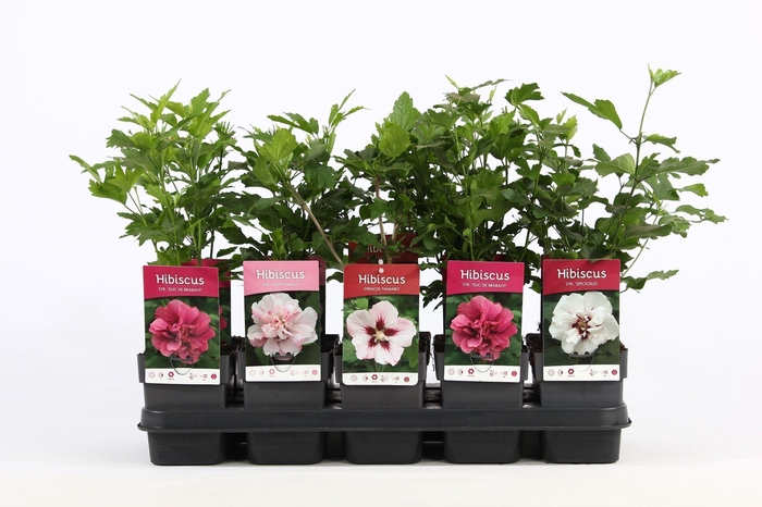 Hibiscus syriacus