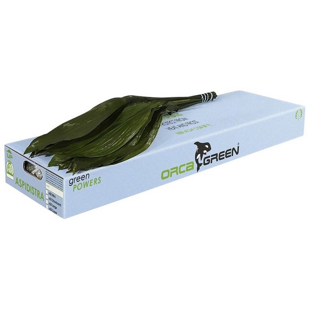 <h4>Leaf aspidistra extra Orca</h4>