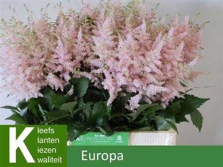 <h4>Astilbe Europa Light Pink</h4>