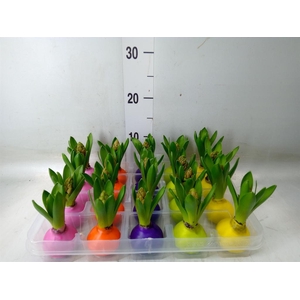 Hyacinthus orie.   ...waxed L%