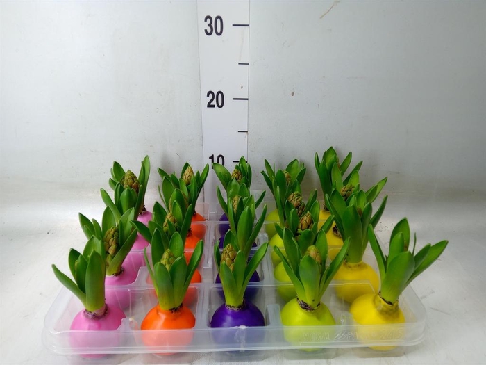 <h4>Hyacinthus orie.   ...waxed L%</h4>