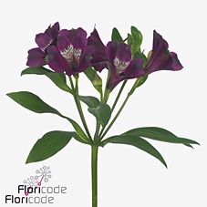 Alstroemeria carline